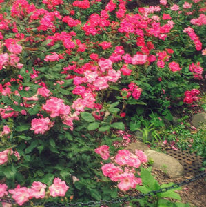 Meet your Posher, Prashani